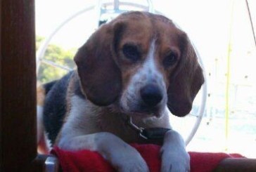 Una crociera a quattro zampe: ecco come stare bene in barca con l’amico peloso