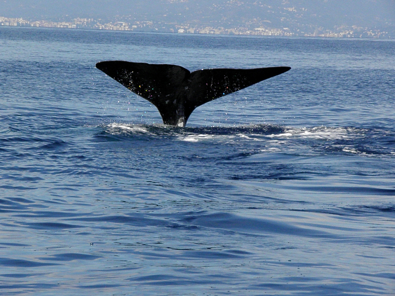 Arriva il progetto Whale Safe che protegge i cetacei