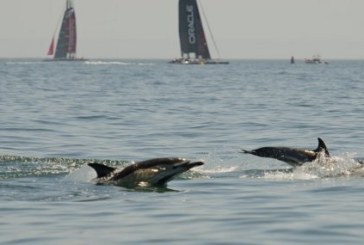 34° Coppa America – Cascais: durante i day off, riposo, preparazione al match race e attività di conservazione della costa