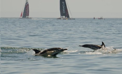 34° Coppa America – Cascais: durante i day off, riposo, preparazione al match race e attività di conservazione della costa