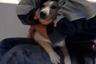 Il salvataggio del cucciolo in mare a Napoli che fa impazzire il web. VIDEO