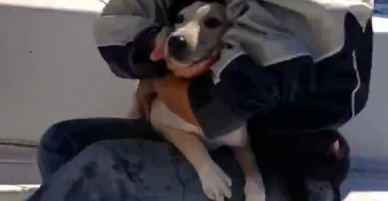 Il salvataggio del cucciolo in mare a Napoli che fa impazzire il web. VIDEO