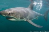Incontro con gli squali bianchi: 5 spedizioni-corsi in Sud Africa