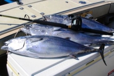 Pescare in crociera? Perché no! Ecco alcune dritte