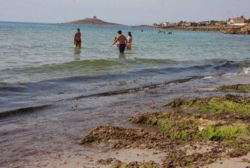 Alga tossica: segnalata la presenza in Liguria e Sardegna