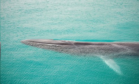 Balene all’Elba di Antonello Marchese: serata di immagini e commenti a Marciana Marina